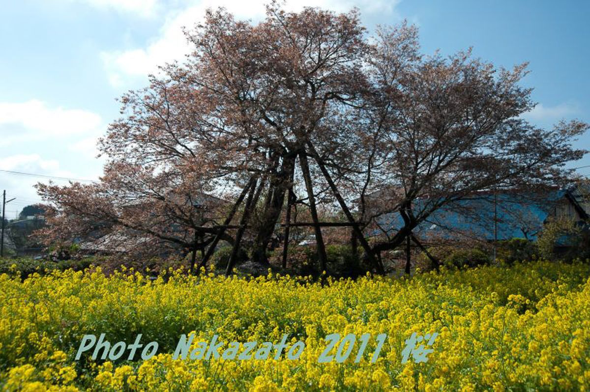 狩宿の下馬桜